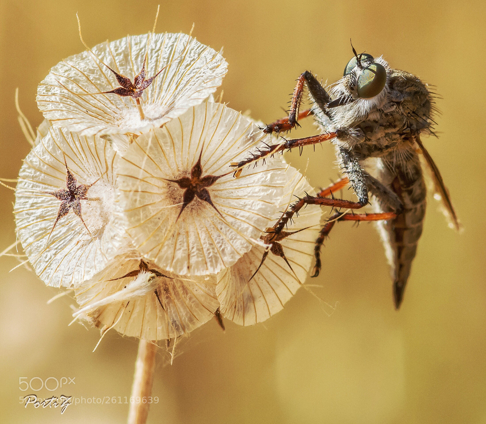 Nikon D7100 sample photo. Mosca asesina photography