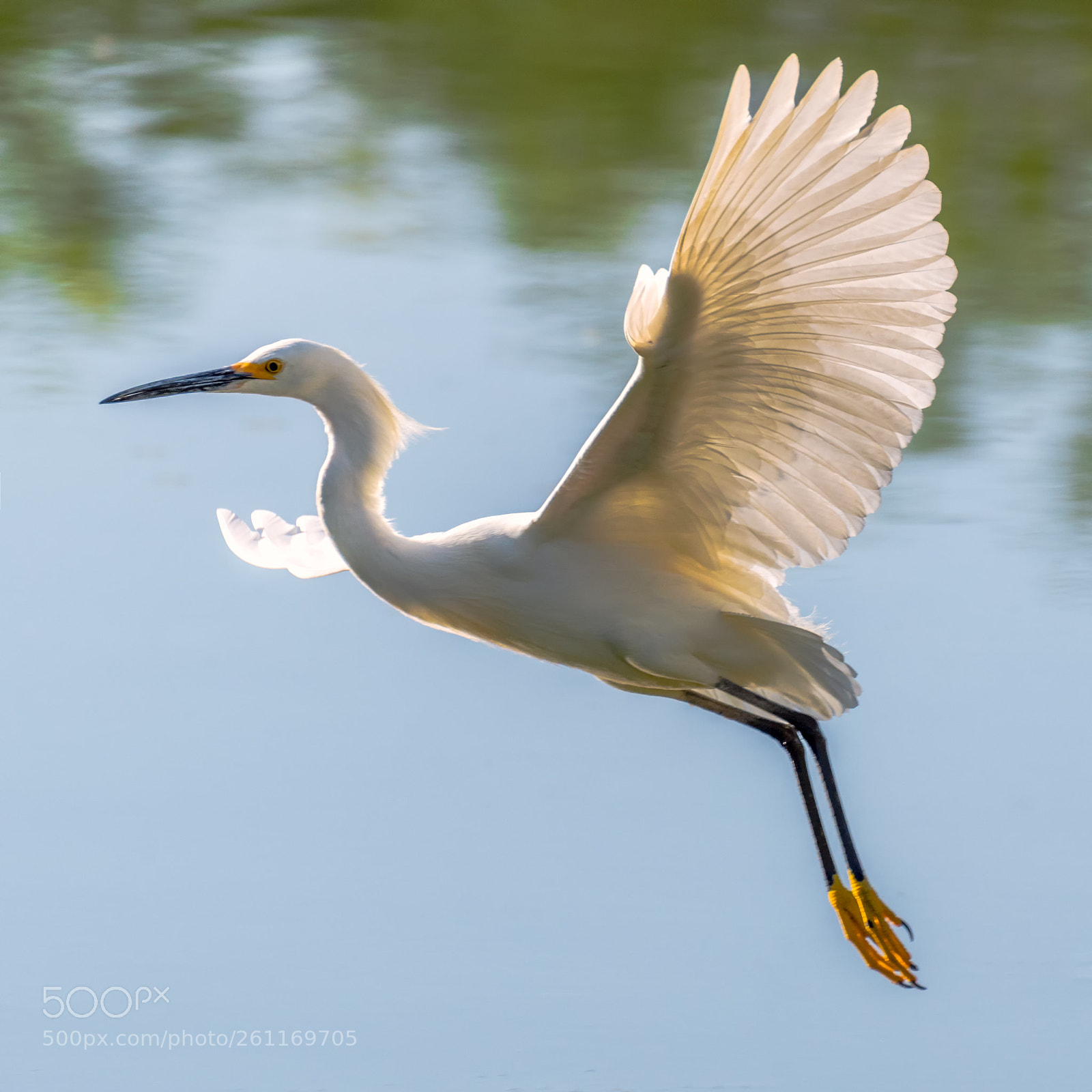 Nikon D750 sample photo. Snowy egret fly by photography