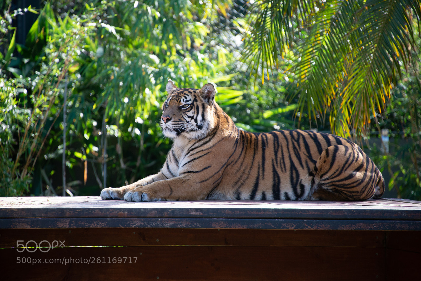 Nikon D610 sample photo. Like a boss photography