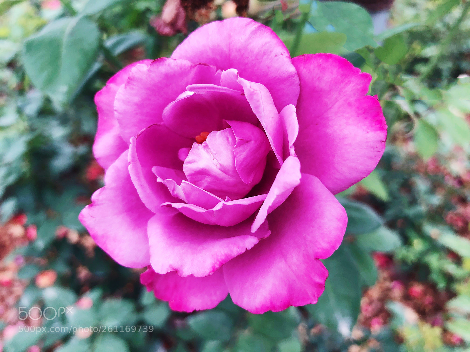 Apple iPhone X sample photo. Untitled photography