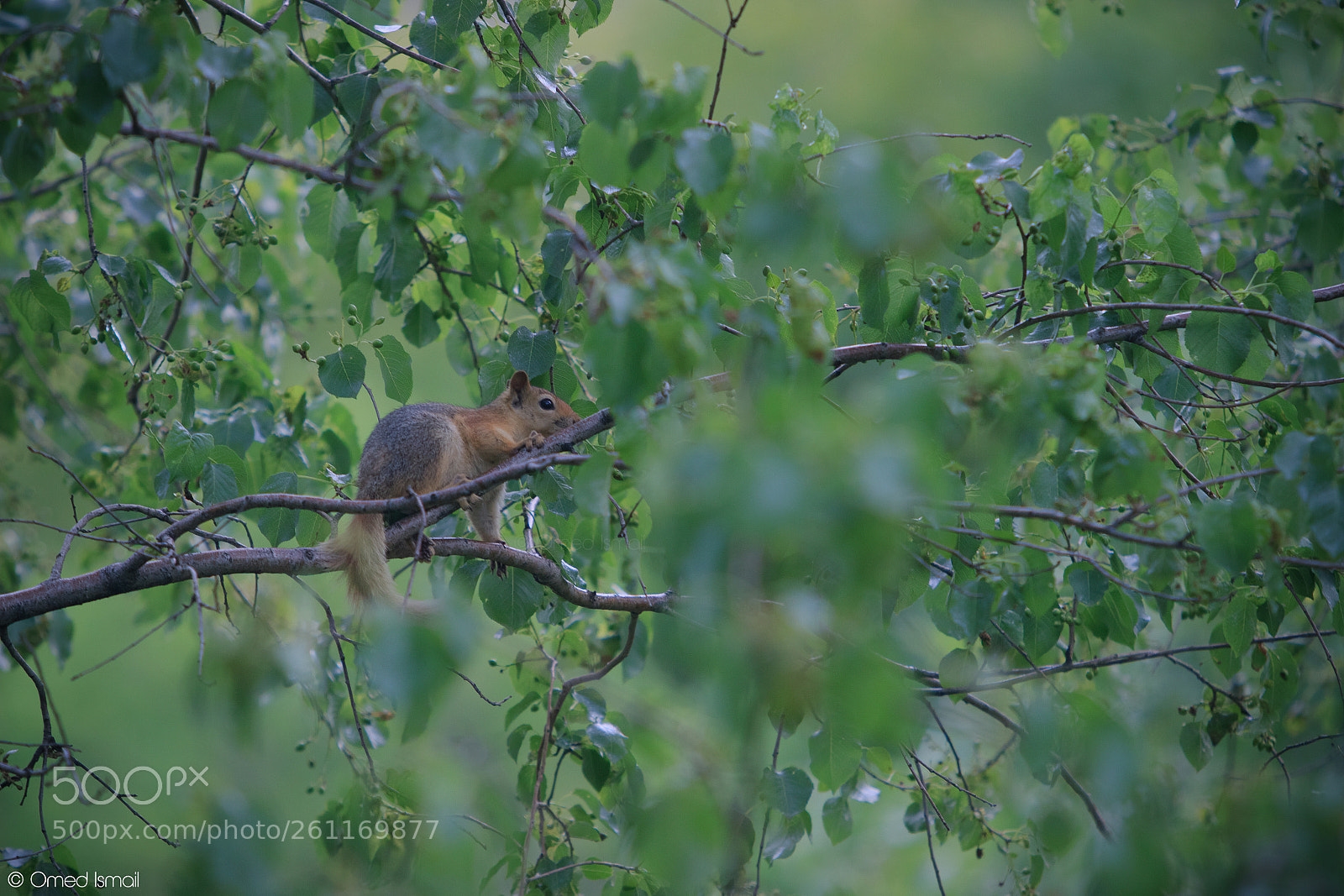 Canon EOS 600D (Rebel EOS T3i / EOS Kiss X5) sample photo. Squirrel 1 photography