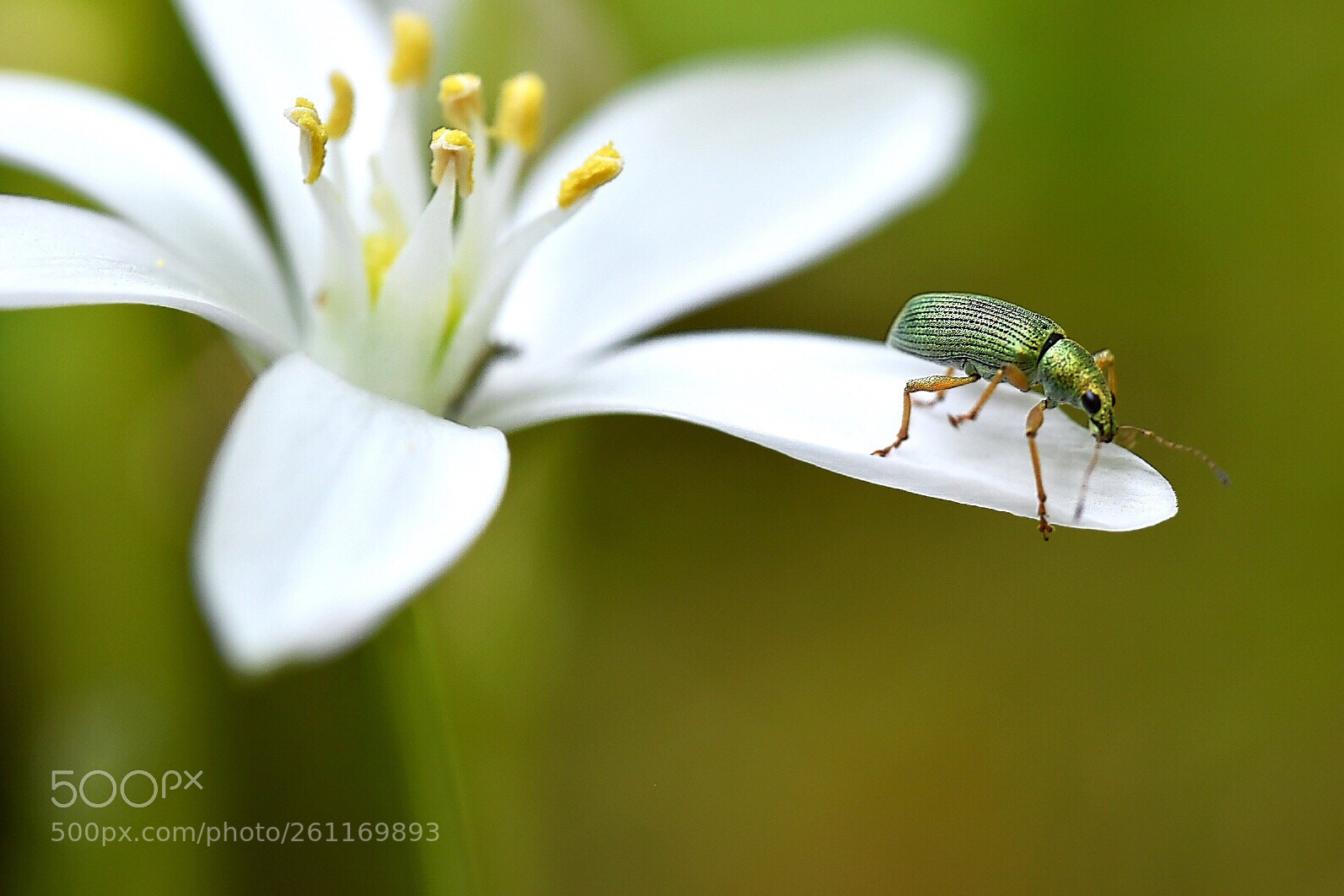 Nikon D5600 sample photo. Green weevil  photography
