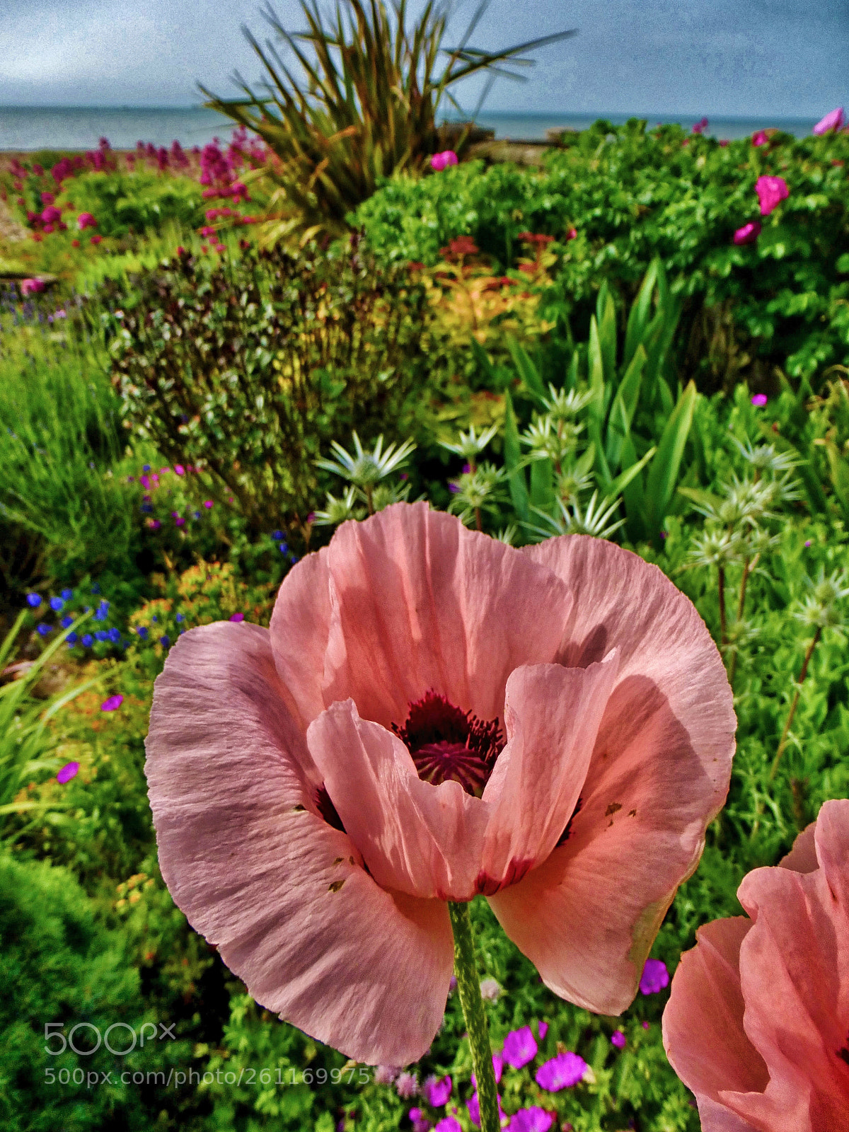Panasonic Lumix DMC-ZS25 (Lumix DMC-TZ35) sample photo. Beach garden perennial border photography