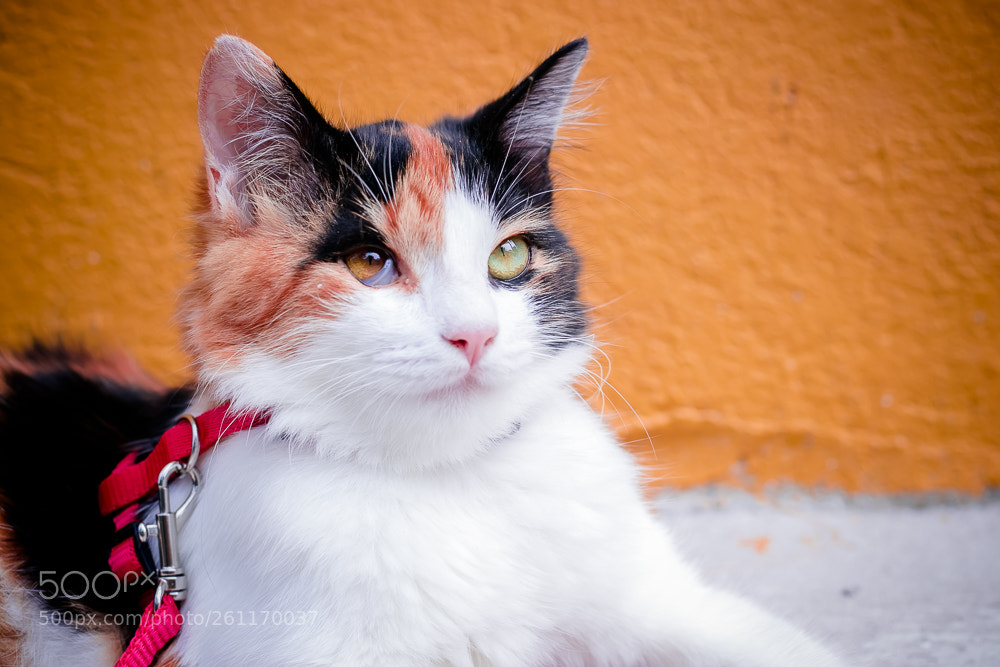Canon EOS 80D sample photo. Img_9319-3.jpg photography