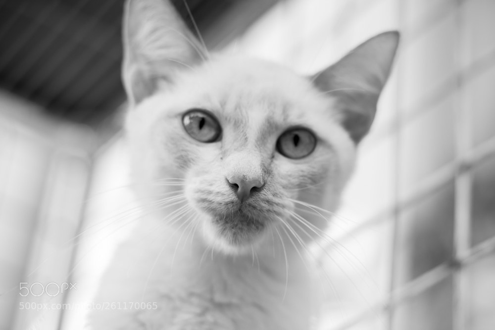 Canon EOS 80D sample photo. Editar photography