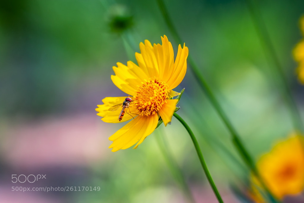 Canon EOS 70D sample photo. Flower and fly photography
