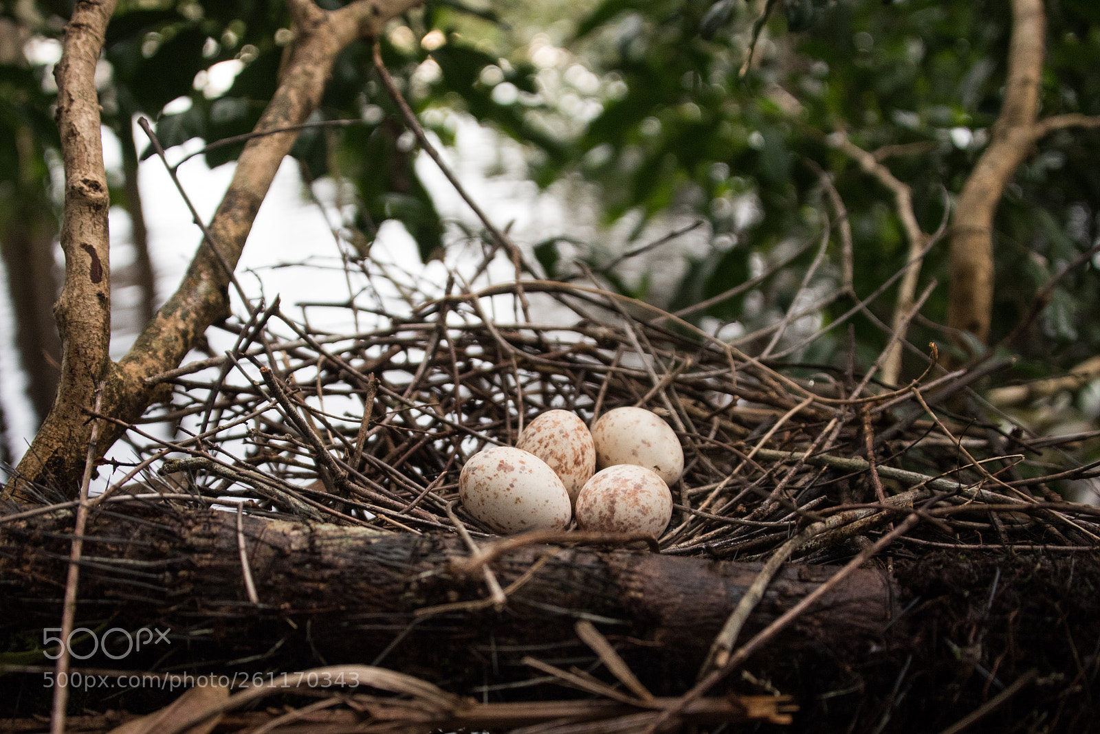 Nikon D750 sample photo. Amazon - igarapé xixuaú photography