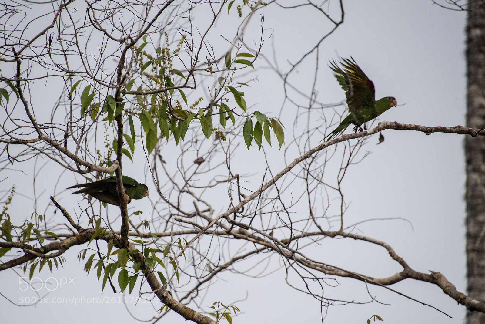 Nikon D750 sample photo. Amazon - igarapé xixuaú photography