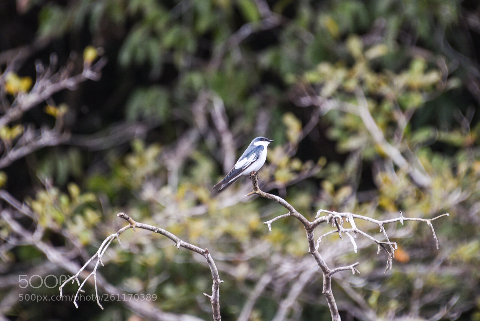 Nikon D750 sample photo. Amazon - igarapé xixuaú photography
