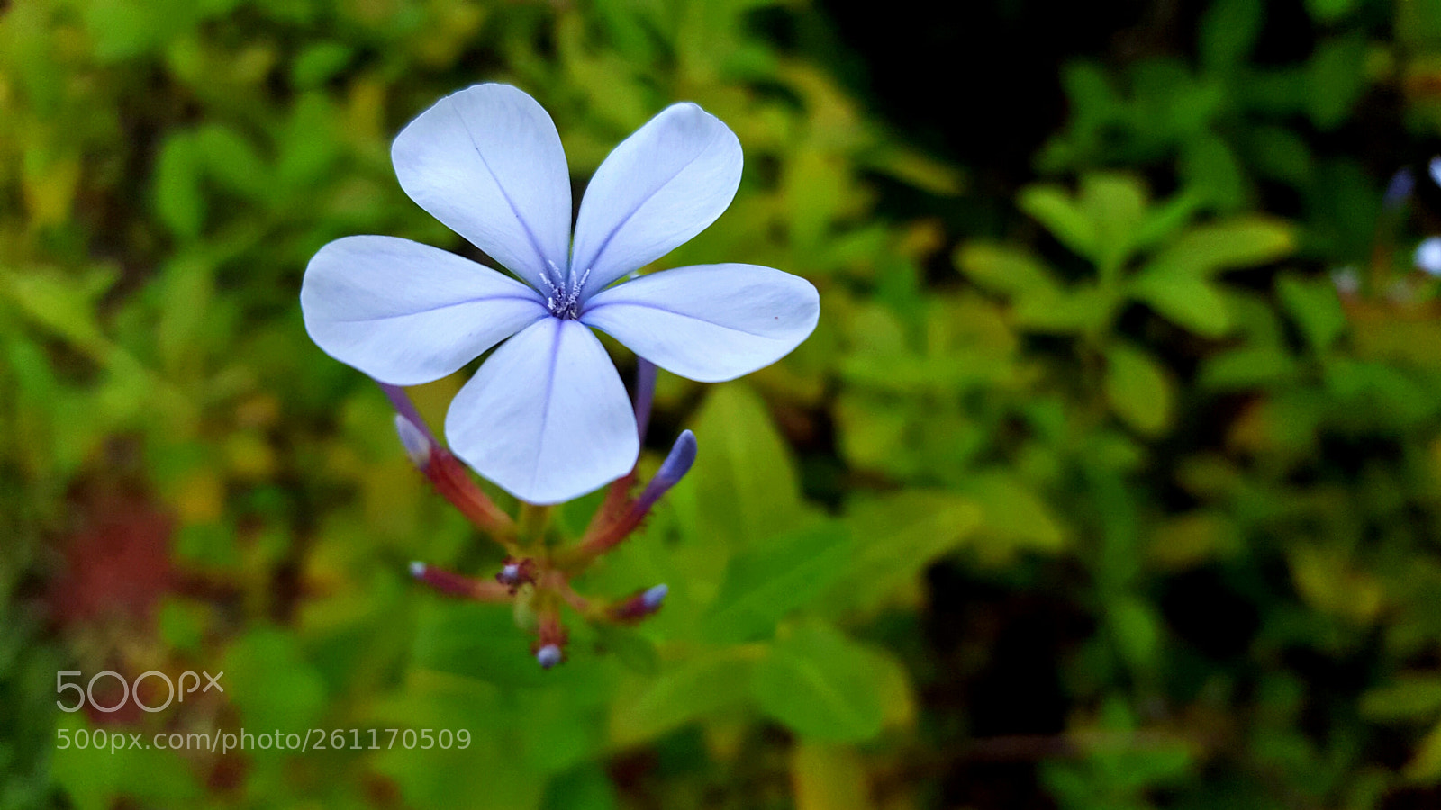 Samsung GALAXY S6 edge sample photo. Purple flower photography