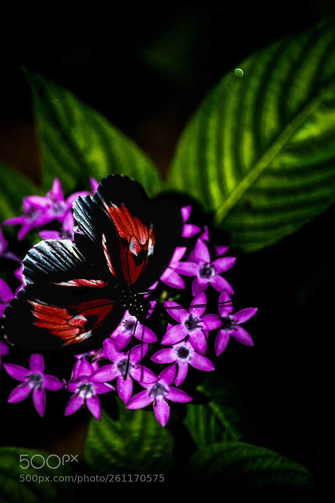 Nikon D5200 sample photo. The over saturated butterfly photography