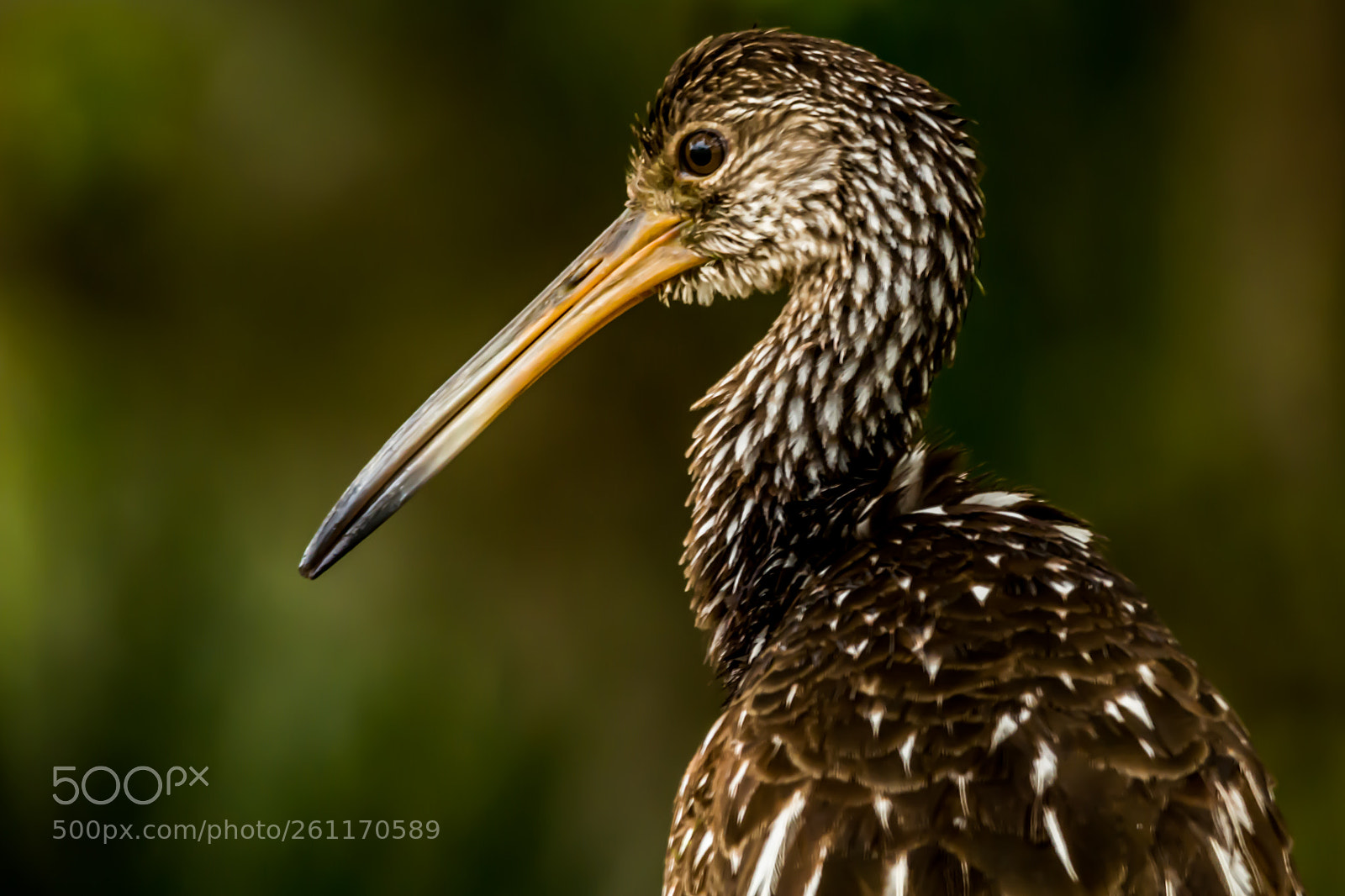 Nikon D5200 sample photo. The posing limpkin photography