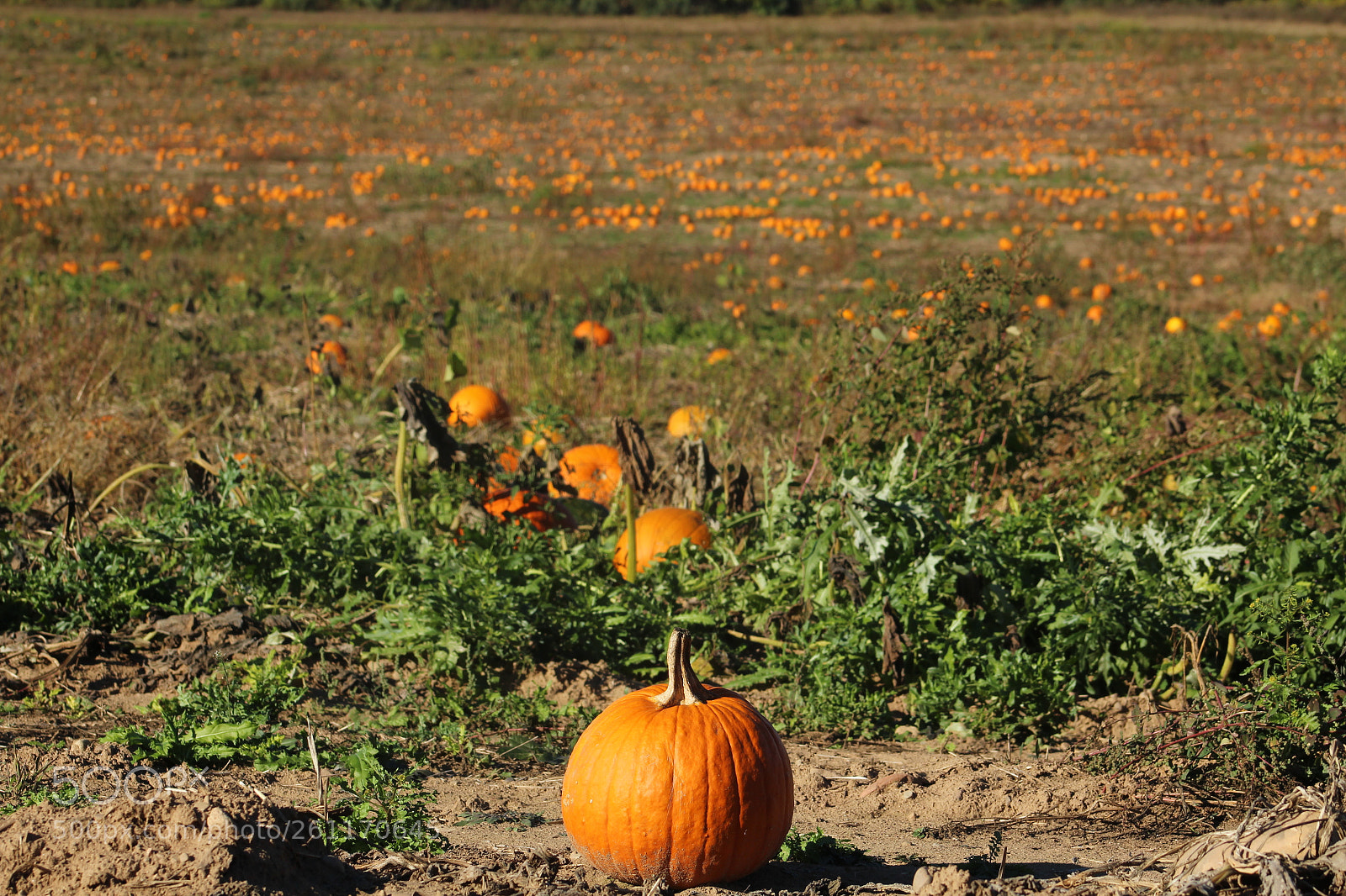 Canon EF 75-300mm f/4-5.6 sample photo. Pumpkin patch photography