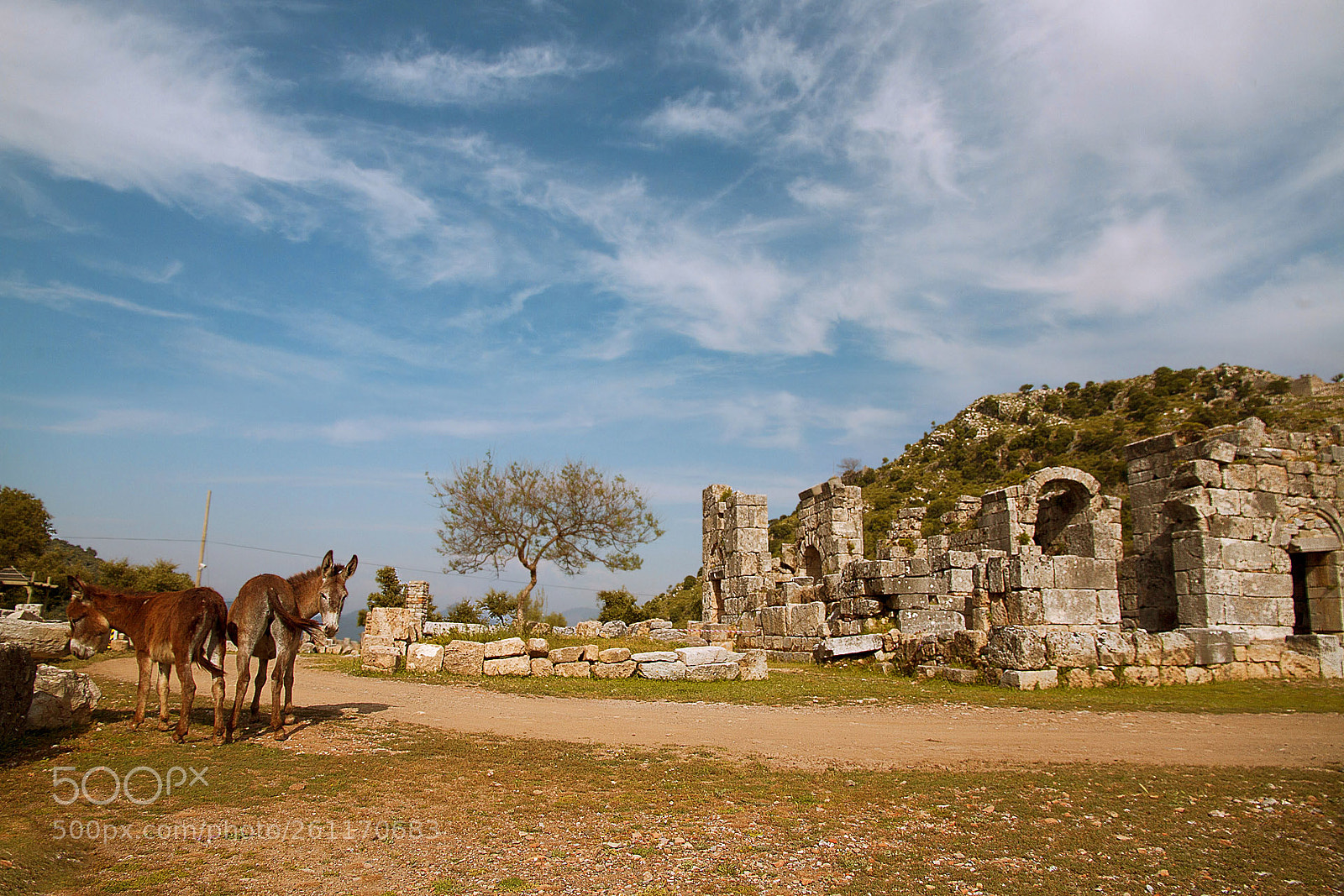 Canon EOS 7D sample photo. Wild donkeys photography