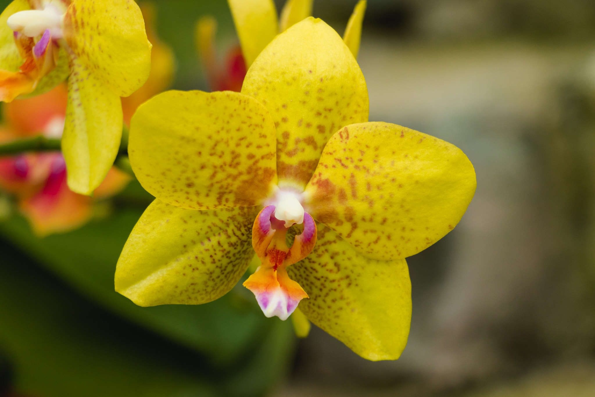 Canon EOS 800D (EOS Rebel T7i / EOS Kiss X9i) sample photo. Yellow orchid photography