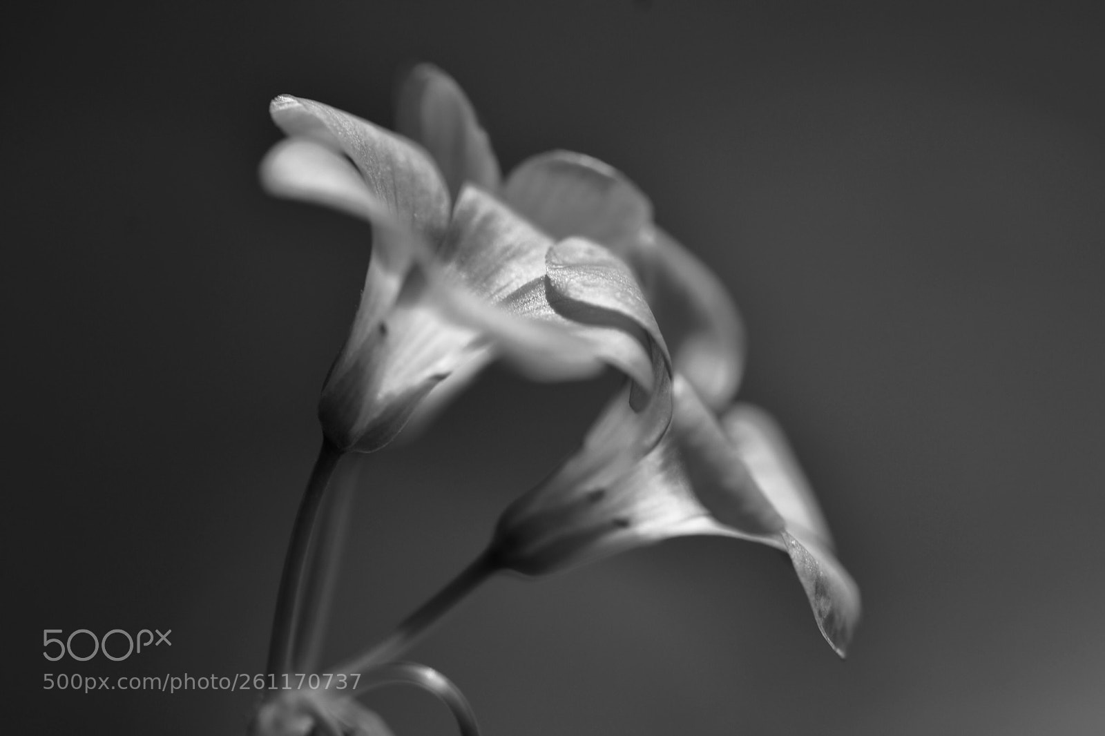 Nikon D7200 sample photo. Flowers photography