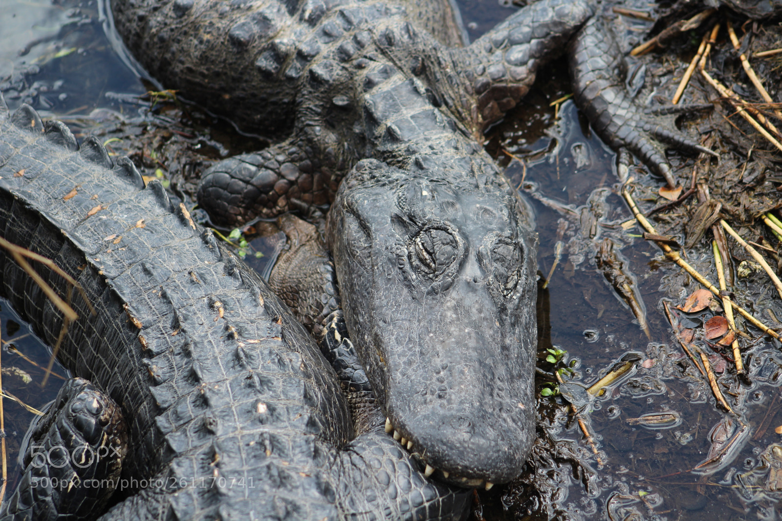 Canon EF 75-300mm f/4-5.6 sample photo. Alligators napping photography