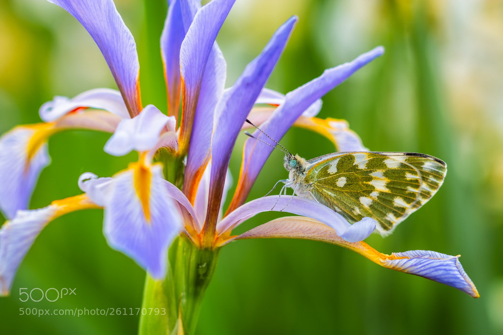 Canon EOS 70D sample photo. Flower and butterfly photography