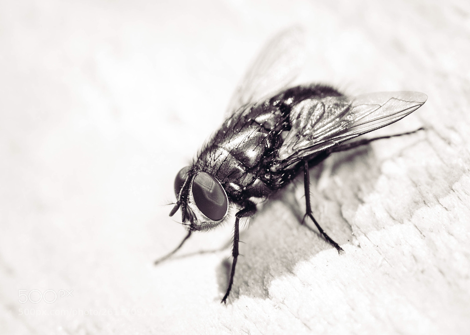 Nikon D800E sample photo. On a wall photography