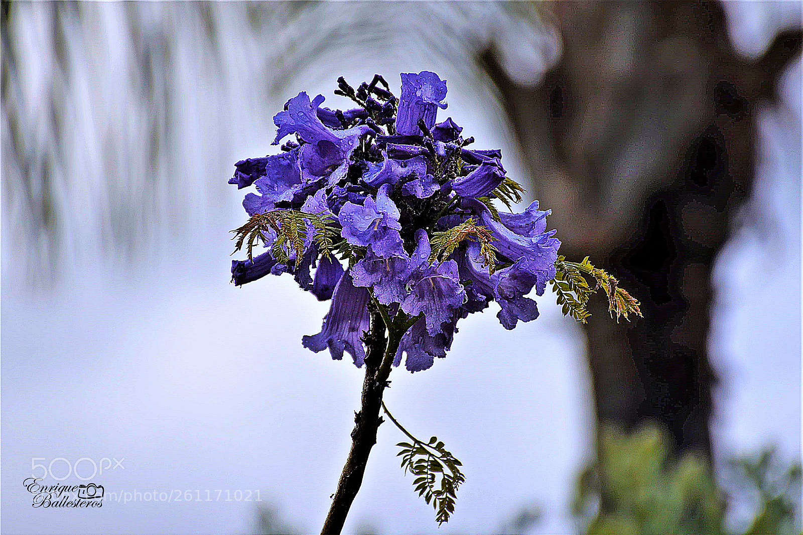 Nikon D7200 sample photo. Bajo el arco photography