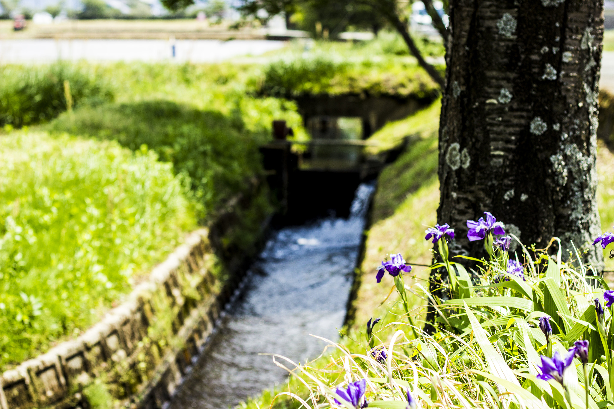 Canon EOS 600D (Rebel EOS T3i / EOS Kiss X5) sample photo. Spring photography