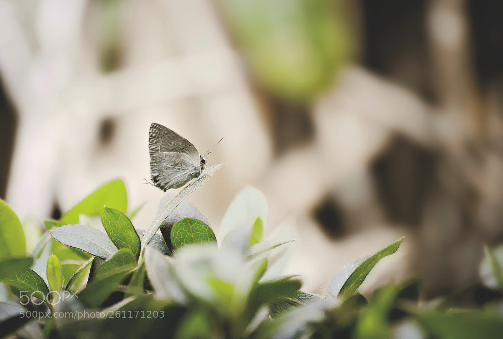 Nikon D3200 sample photo. Moth photography