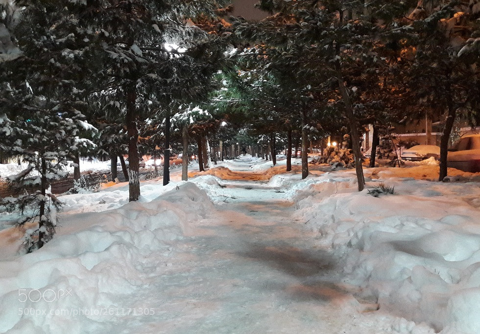 Samsung Galaxy A5(2016) sample photo. Snowcovered pines photography