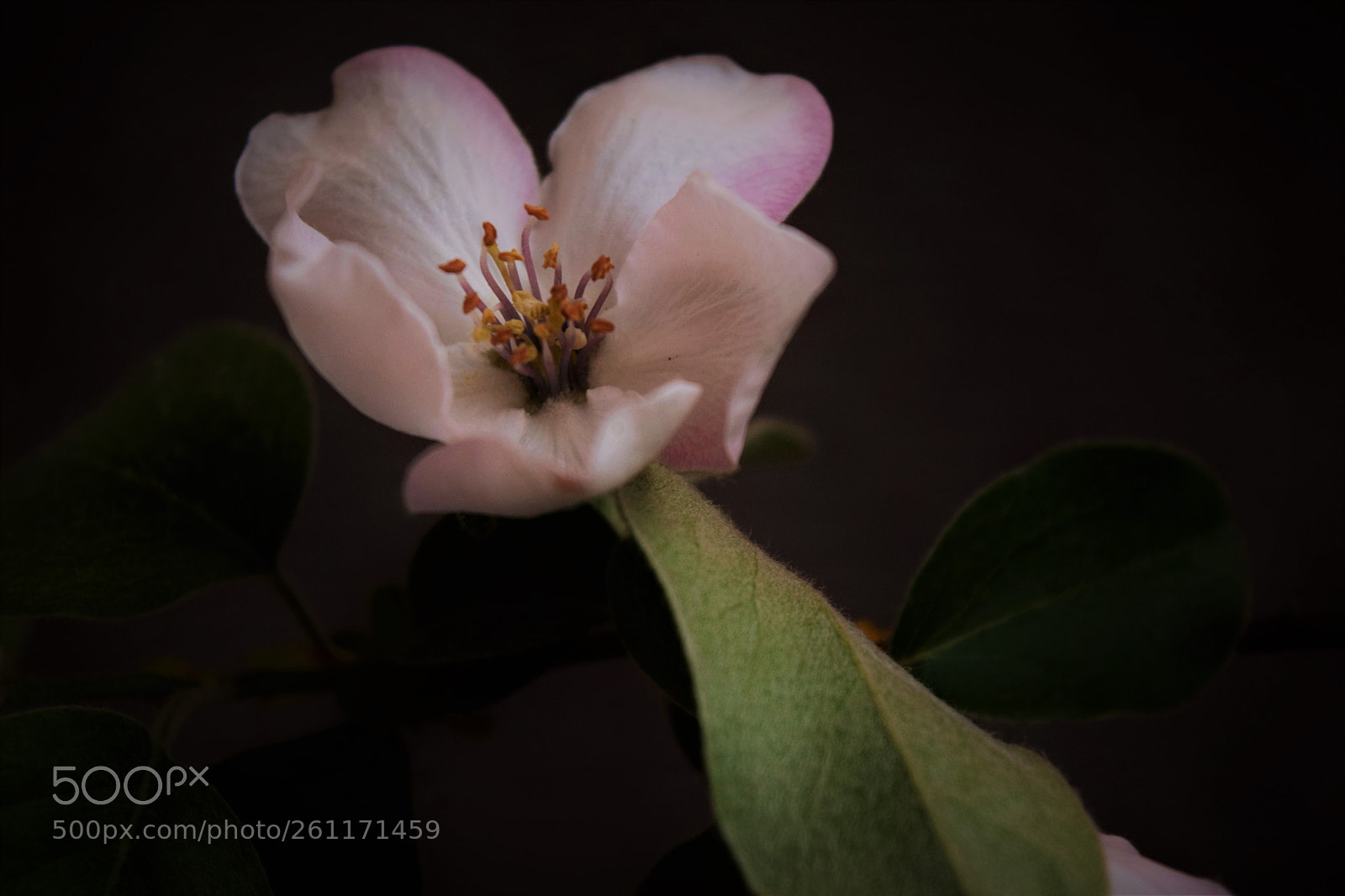 Nikon D3300 sample photo. Quince 2 photography