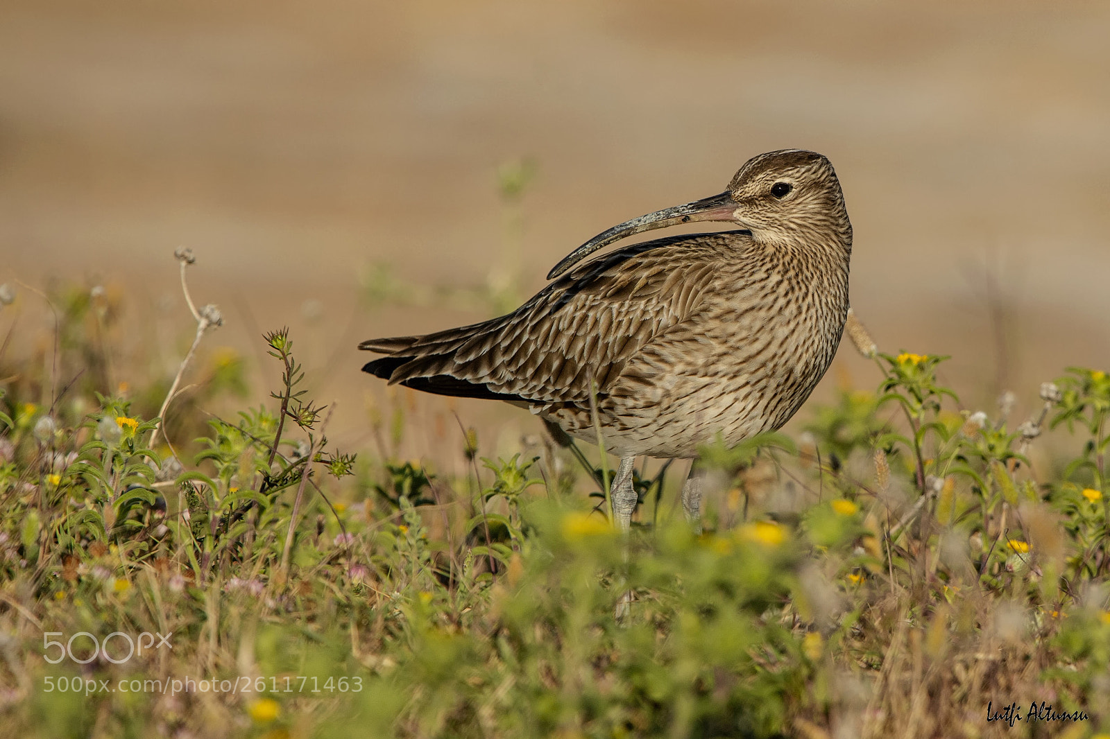 Nikon D500 sample photo. Eurasian curlew s rmeli photography