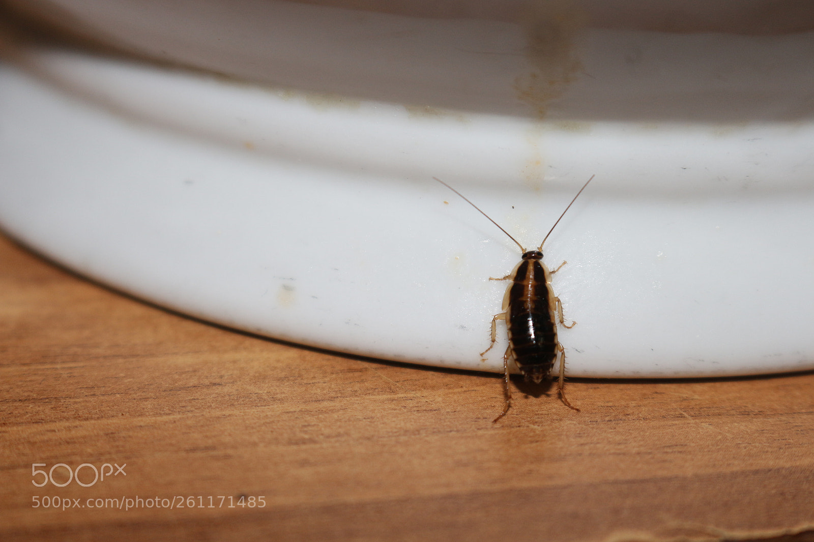 Canon EOS 700D (EOS Rebel T5i / EOS Kiss X7i) sample photo. Untitled photography