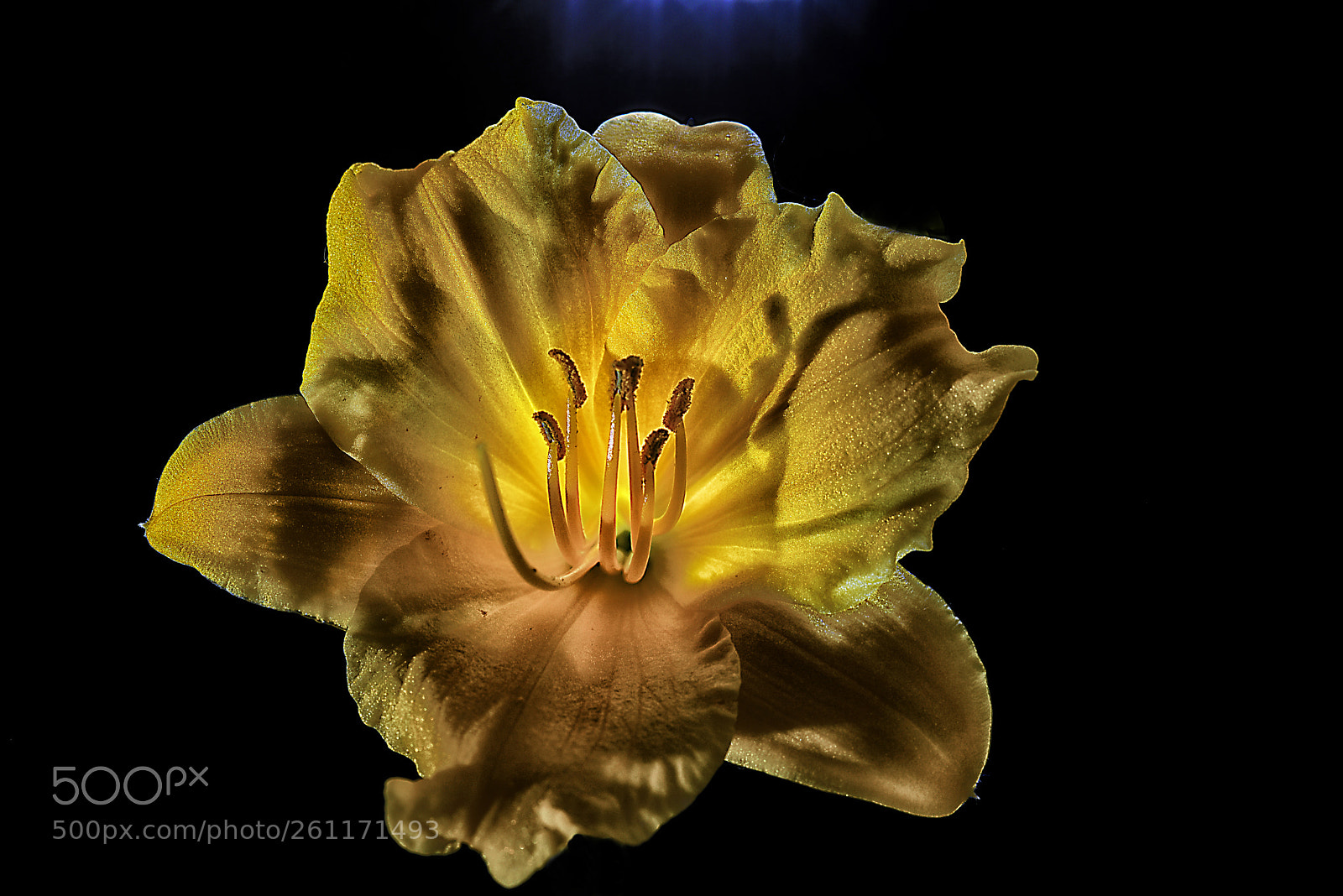 Nikon D810 sample photo. You light me up photography
