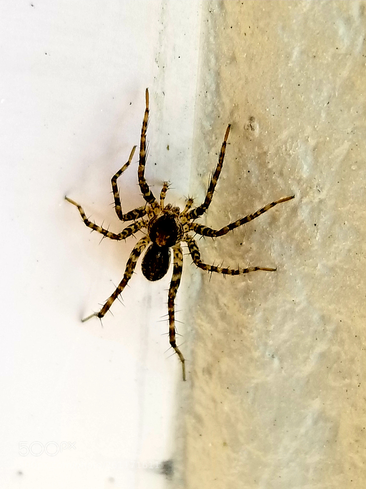 Samsung Galaxy S8 sample photo. Spider photography