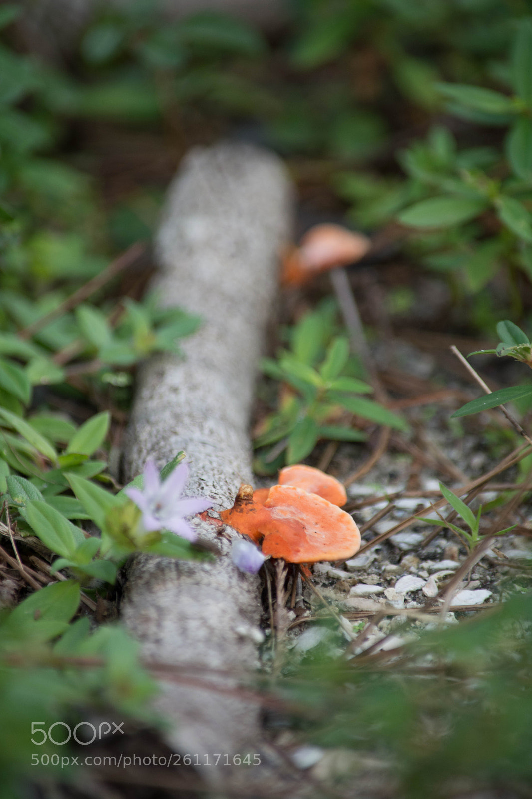 Nikon D5200 sample photo. The miniature photography