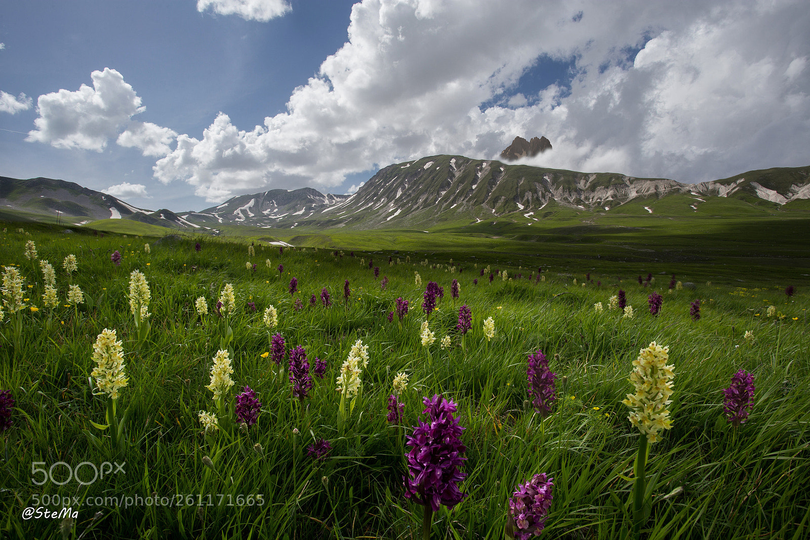 Canon EOS 6D sample photo. Le orchidee di campo photography