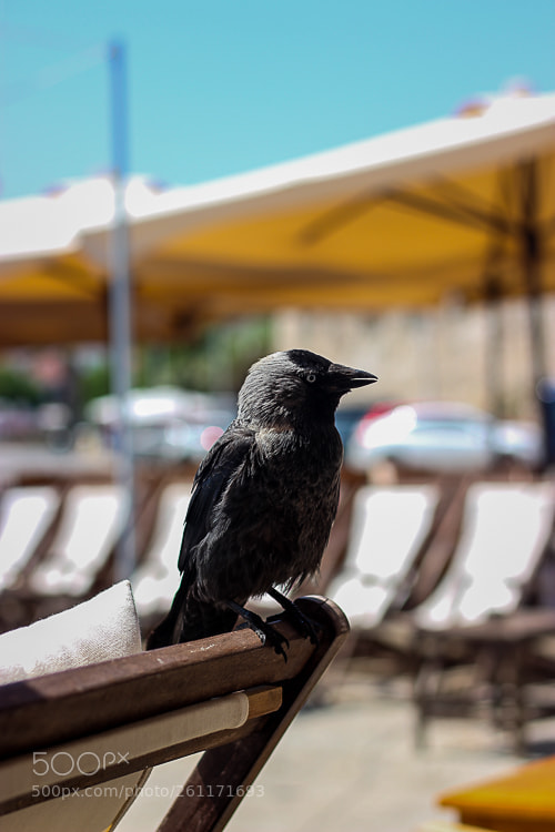 Canon EOS 600D (Rebel EOS T3i / EOS Kiss X5) sample photo. Crow photography