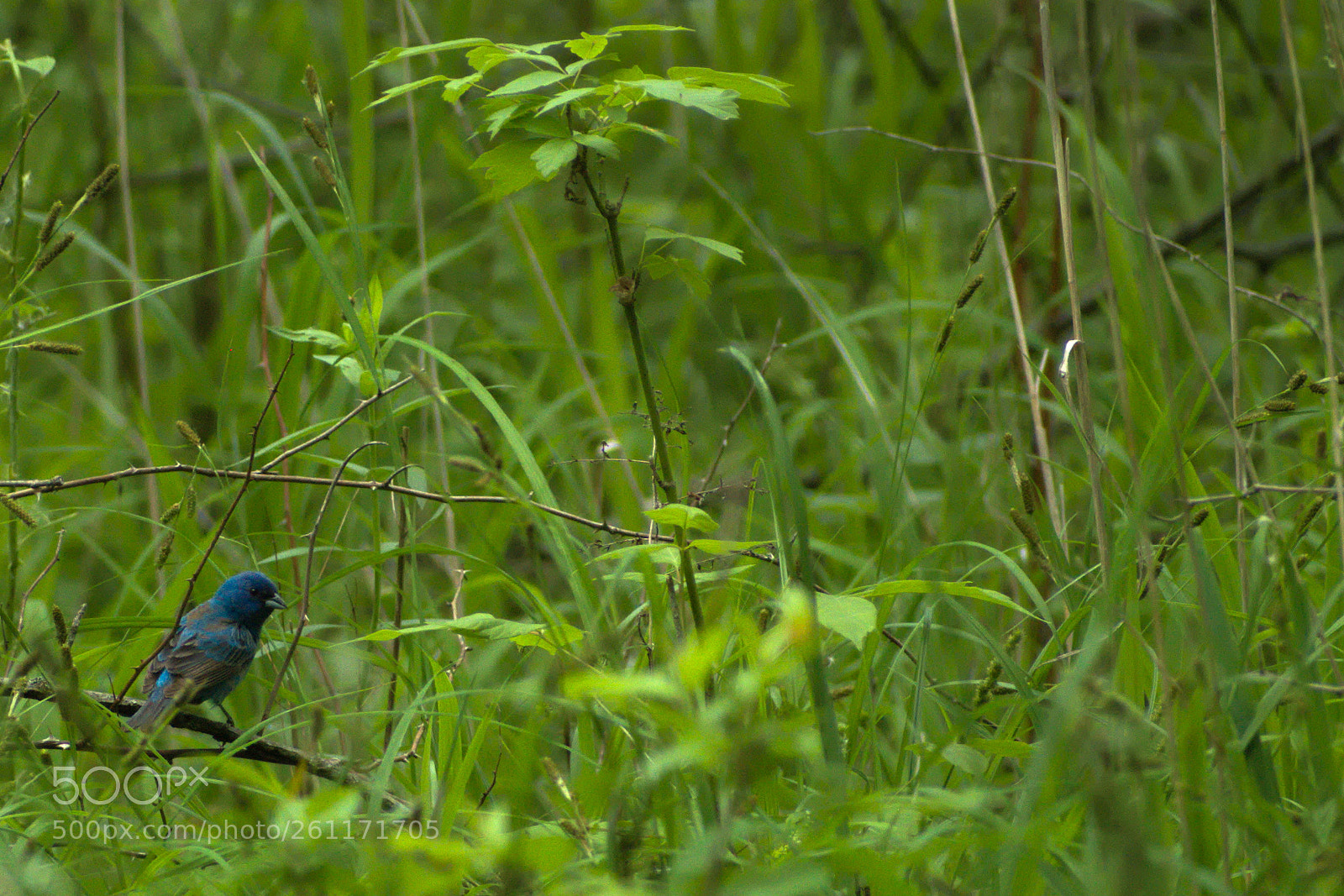 Nikon D5500 sample photo. Blue bird photography