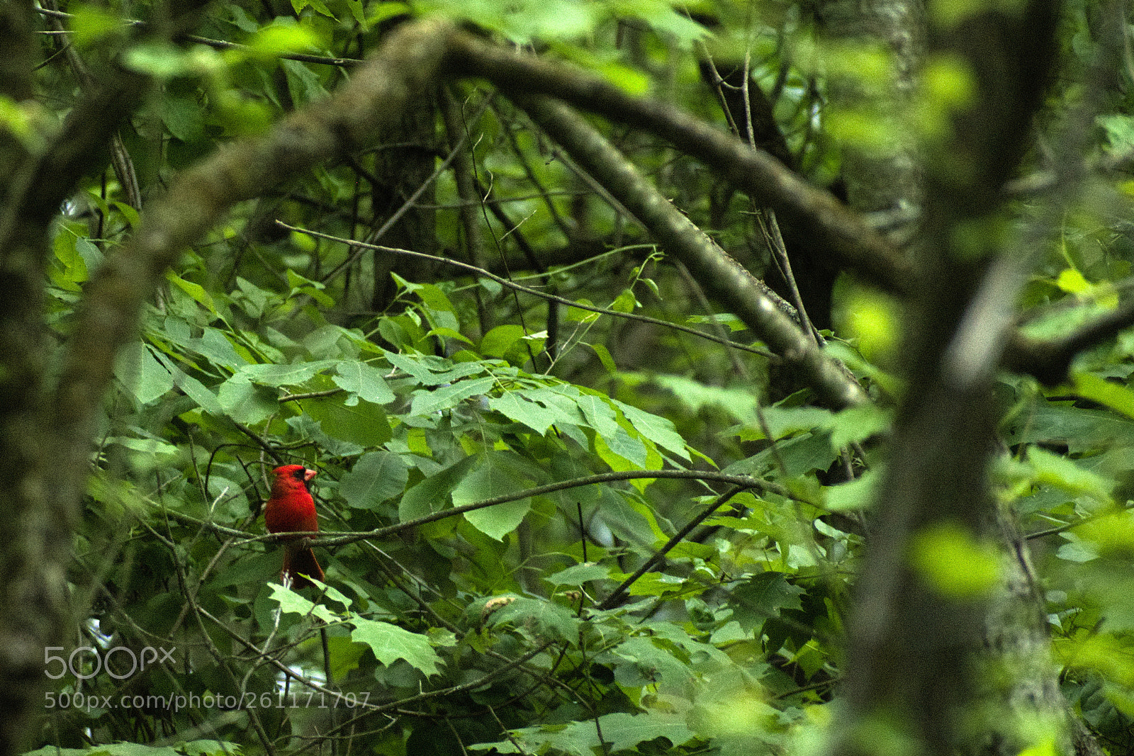 Nikon D5500 sample photo. Cardinal photography