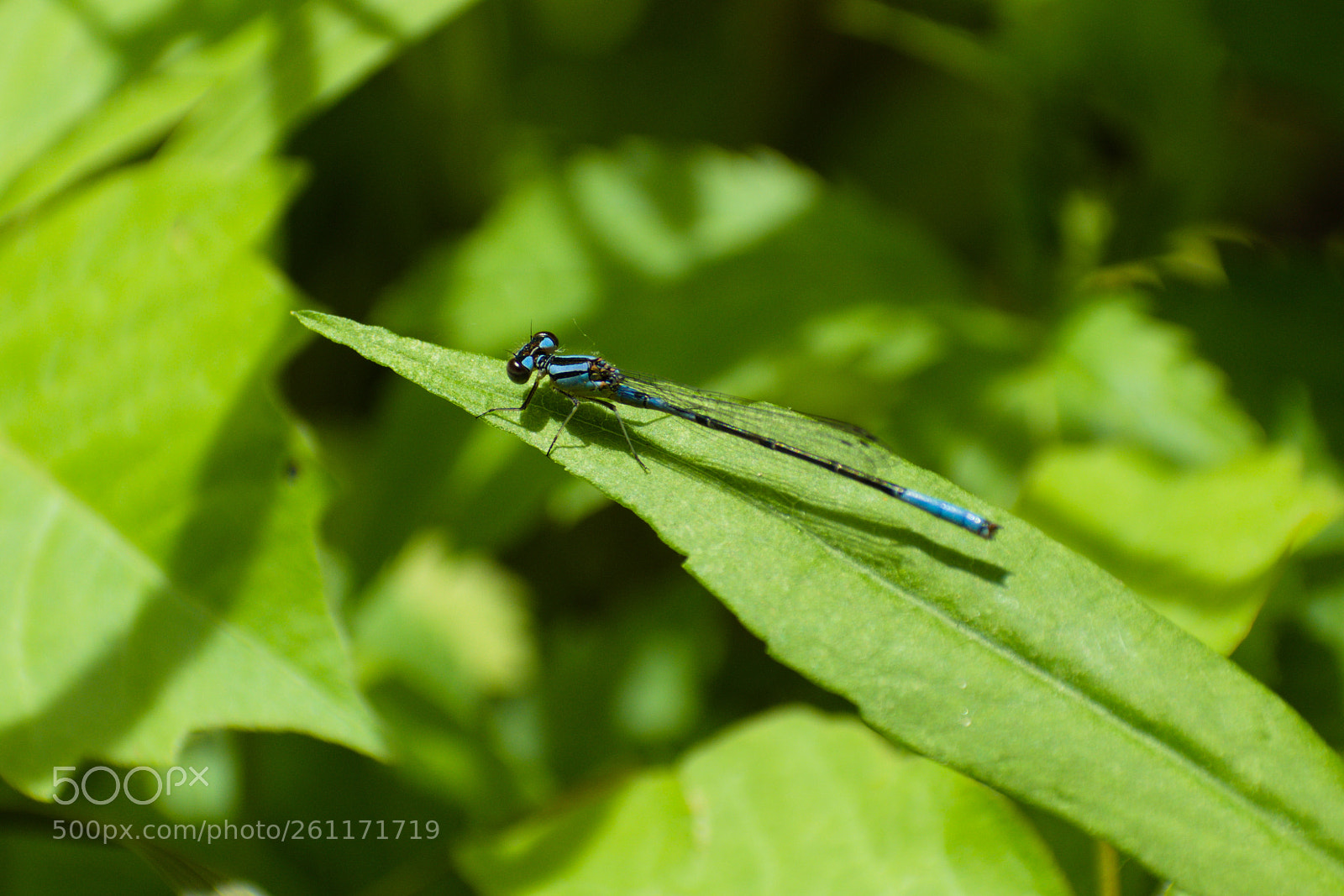 Nikon D5500 sample photo. Dragonfly photography