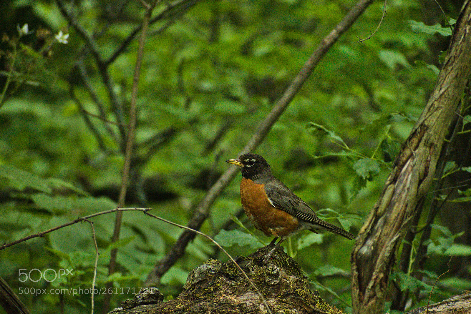 Nikon D5500 sample photo. Robin photography