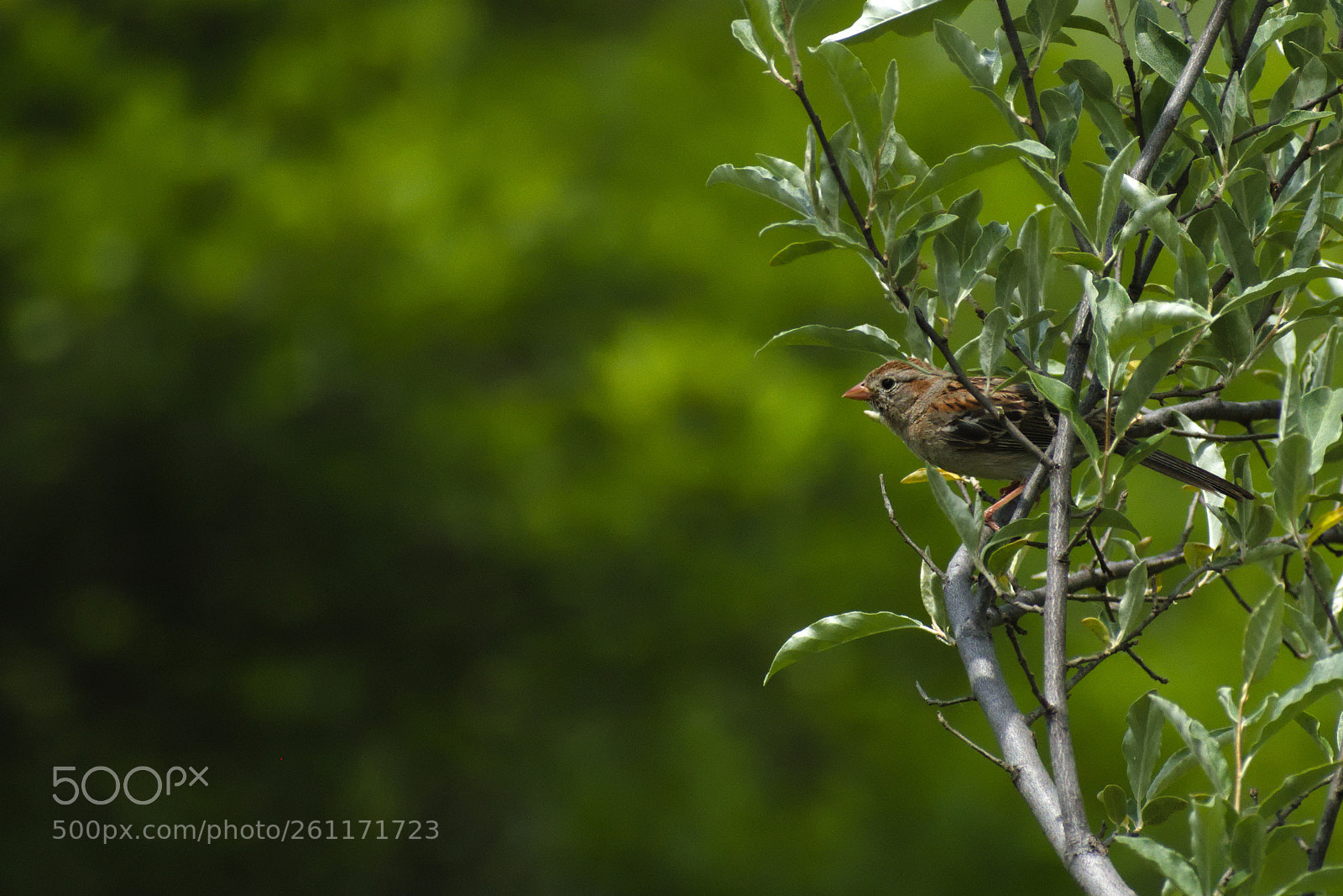 Nikon D5500 sample photo. Sparrow photography