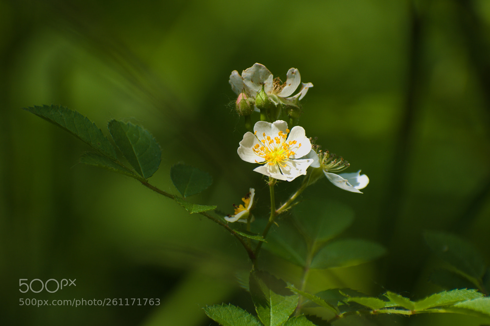 Nikon D5500 sample photo. Yellow white flower photography