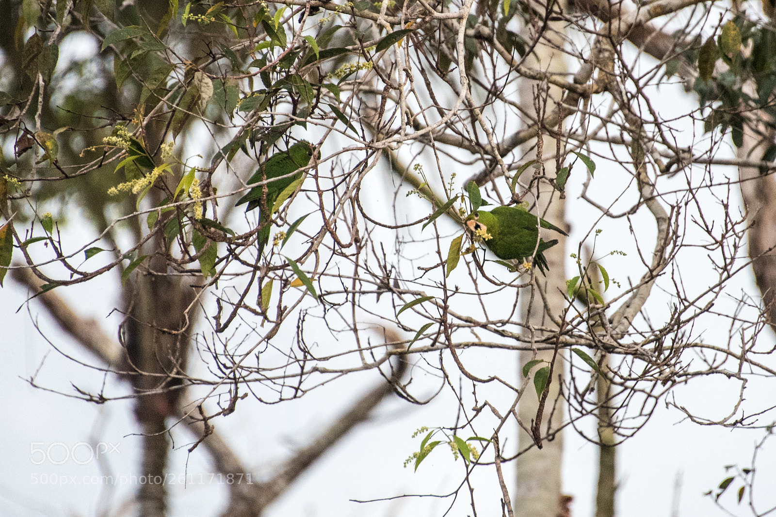 Nikon D750 sample photo. Amazon - igarapé xixuaú photography