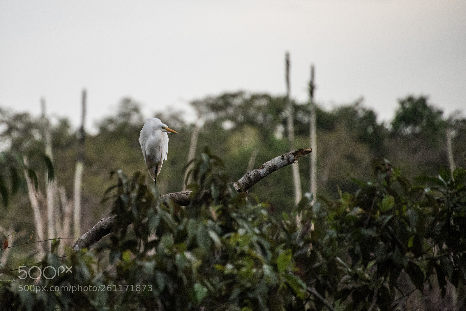 Nikon D750 sample photo. Amazon - igarapé xixuaú photography