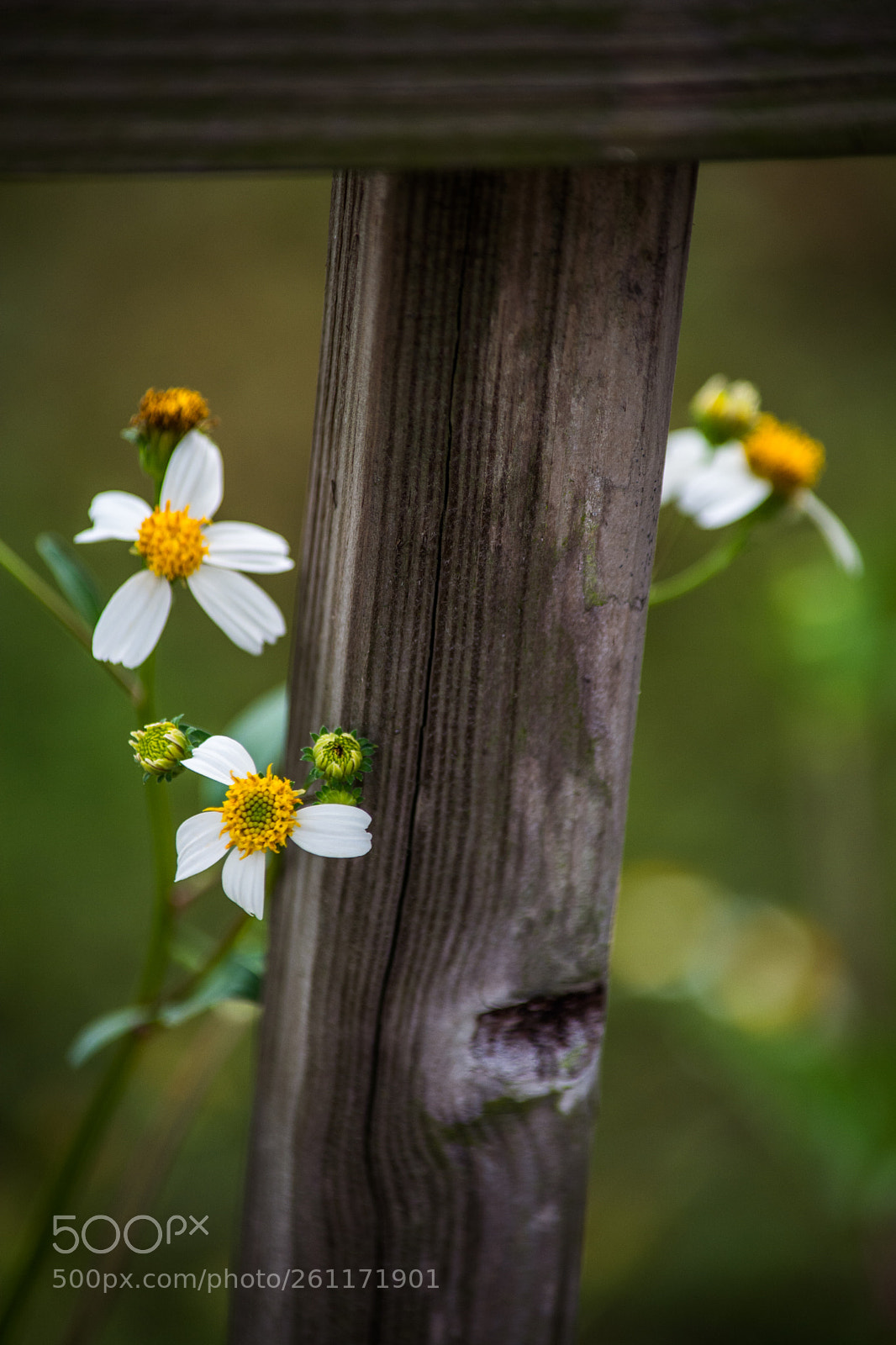 Nikon D5200 sample photo. The winding flowers photography