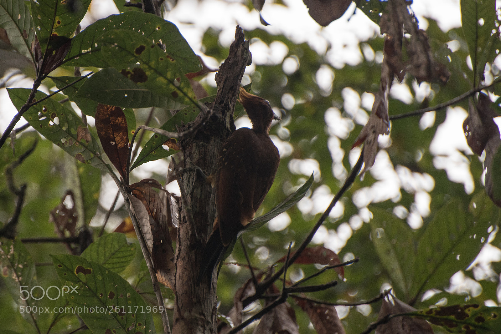 Nikon D750 sample photo. Amazon - igarapé xixuaú photography