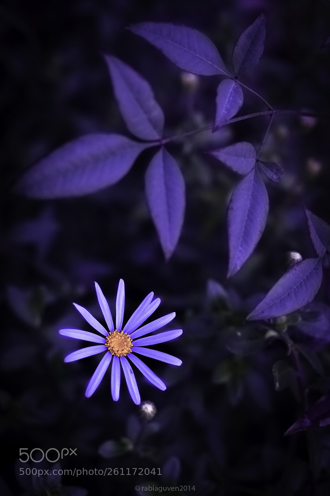 Canon EOS 40D sample photo. Flower photography