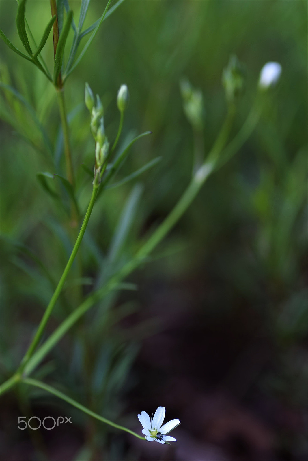 Nikon D3300 sample photo. Tiny flower photography