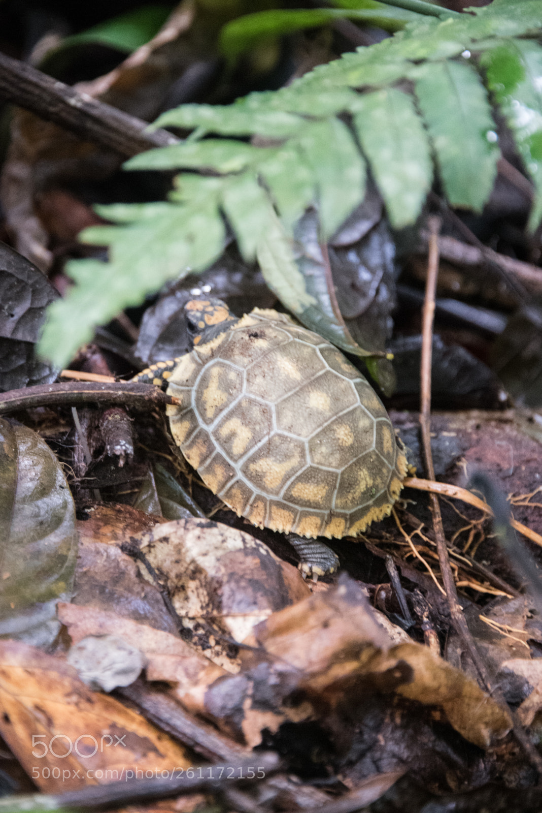 Nikon D750 sample photo. Amazon - igarapé xixuaú photography
