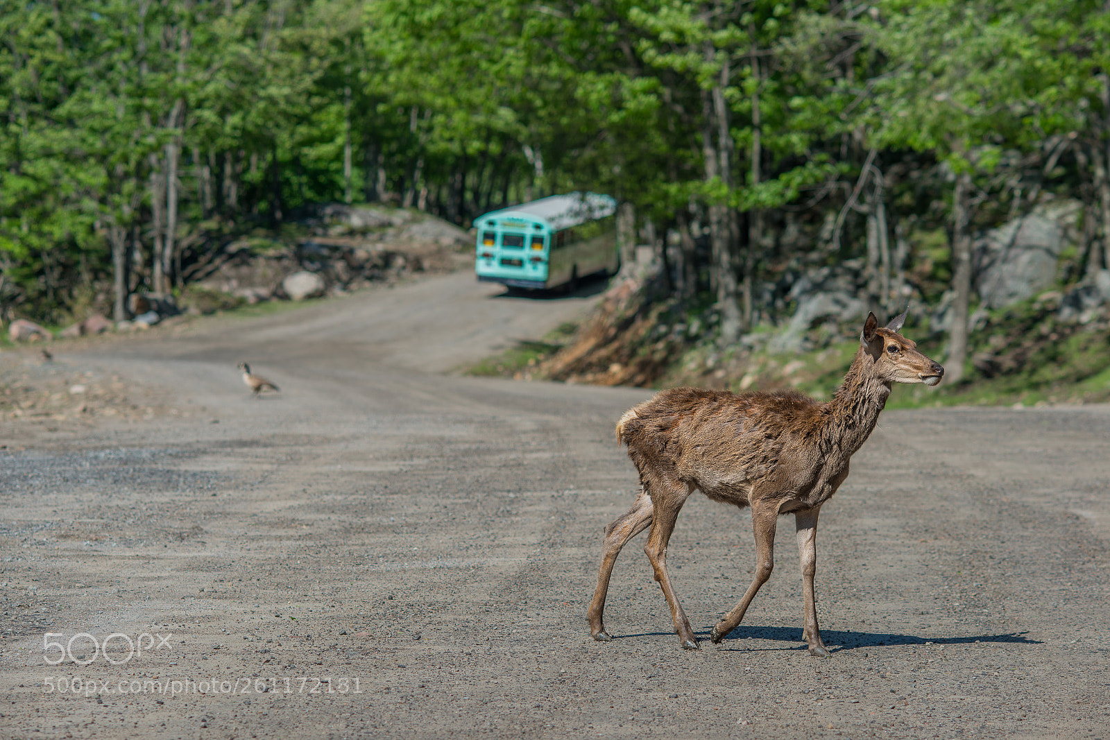 Nikon D800 sample photo. Moose on the loose photography