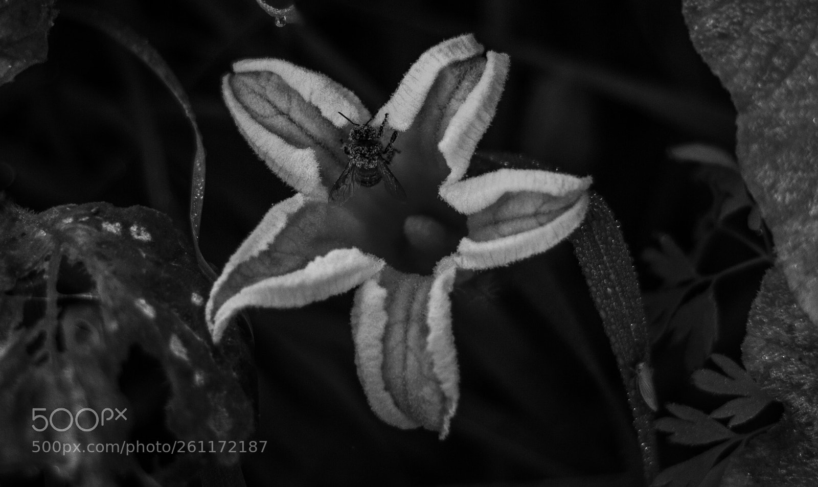 Canon EOS 550D (EOS Rebel T2i / EOS Kiss X4) sample photo. Pumpkin flower photography